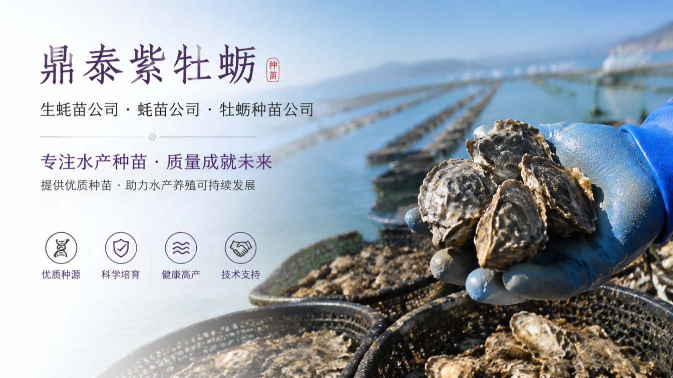 防城港为南北养殖场提供三倍体生蚝苗方案